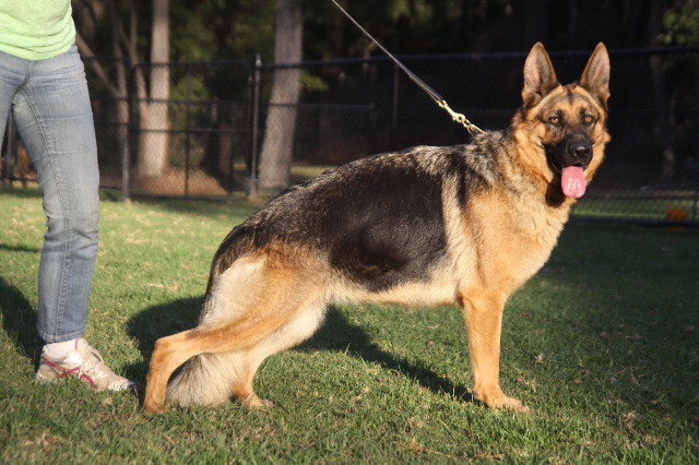 Sundaneka OLYMPIC DREAM